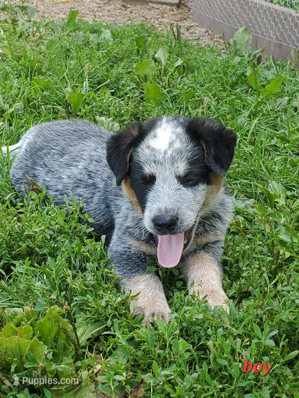 Boy 1 – Australian Cattle Dog puppy for sale in Riceville, IA