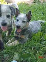 Boy 3, a male Australian Cattle Dog for sale in Riceville, IA – 1 of 4