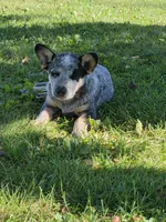 Boy 4, a male Australian Cattle Dog for sale in Riceville, IA – 4 of 4