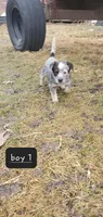 Boy 1, a male Australian Cattle Dog for sale in Riceville, IA – Photo 2 of 2