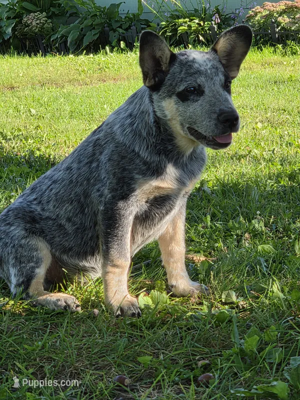 Boy 4 – Australian Cattle Dog puppy for sale in Riceville, IA