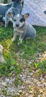 Boy 4, a male Australian Cattle Dog for sale in Riceville, IA – 4 of 4