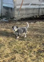 Girl 2, a female Australian Cattle Dog for sale in Riceville, IA – Photo 2 of 2