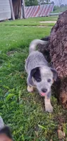Boy 2, a male Australian Cattle Dog for sale in Riceville, IA – 2 of 3
