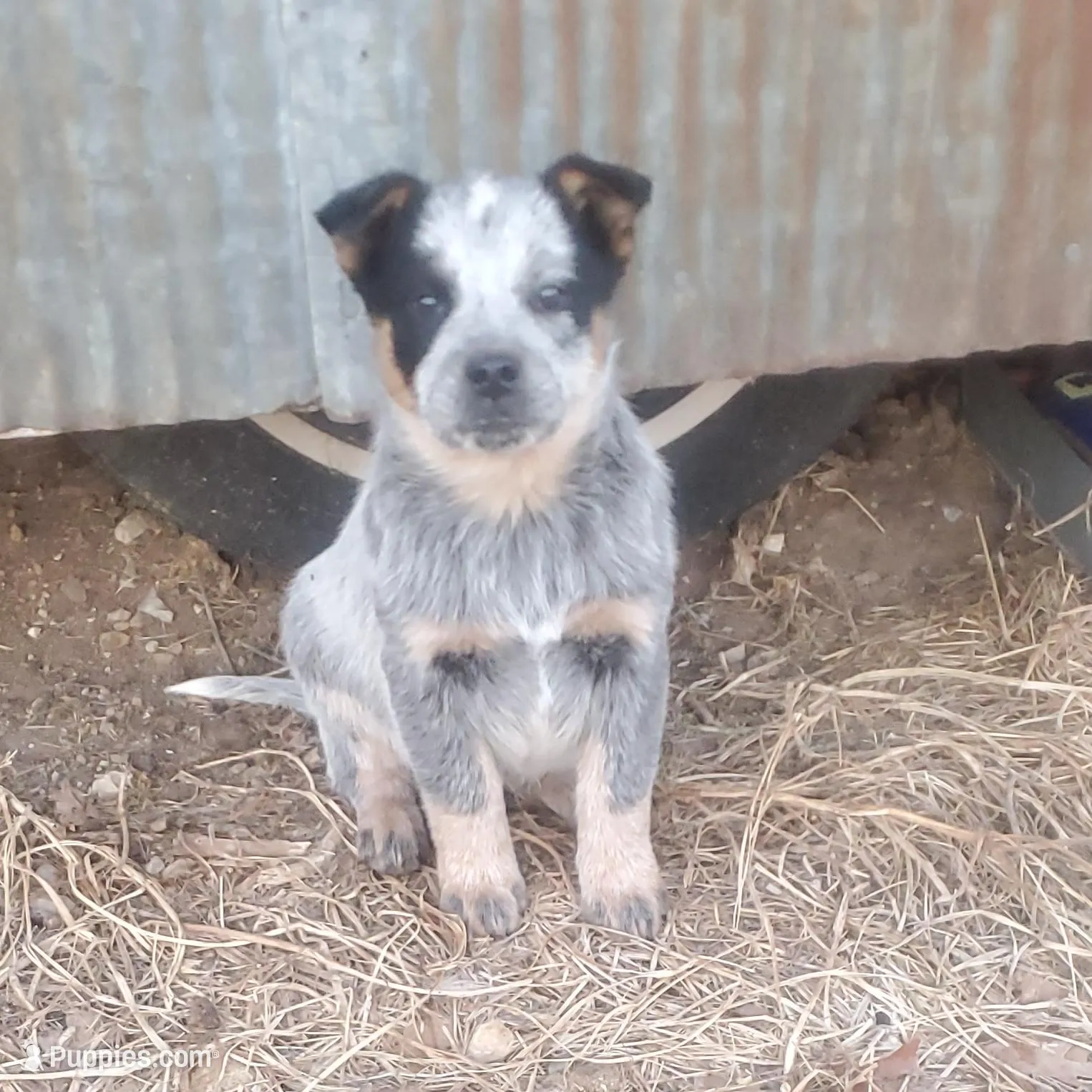 Boy 6, a male Australian Cattle Dog for sale in Riceville, IA – Photo 1 of 1