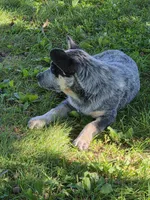 Boy 4, a male Australian Cattle Dog for sale in Riceville, IA – 2 of 4
