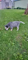 Boy 3, a male Australian Cattle Dog for sale in Riceville, IA – 4 of 4
