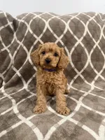 Rusty, a male Cockapoo for sale in Willingboro, NJ – Photo 2 of 2