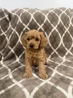 Rusty, a male Cockapoo for sale in Willingboro, NJ – Photo 1 of 2