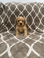 Rocco, a male Cockapoo for sale in Willingboro, NJ – Photo 1 of 2