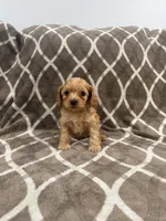 Rocco, a male Cockapoo for sale in Willingboro, NJ – Photo 2 of 2