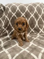 Roxy, a female Cockapoo for sale in Willingboro, NJ – Photo 2 of 3
