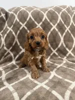 Roxy, a female Cockapoo for sale in Willingboro, NJ – Photo 1 of 3