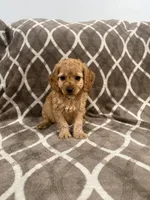 Rocky, a male Cockapoo for sale in Willingboro, NJ – Photo 2 of 4