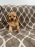 Rocky, a male Cockapoo for sale in Willingboro, NJ – Photo 1 of 4