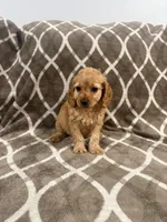 Rocky, a male Cockapoo for sale in Willingboro, NJ – Photo 3 of 4