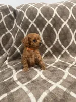 Ranger, a male Cockapoo for sale in Willingboro, NJ – Photo 1 of 2