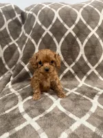 Ranger, a male Cockapoo for sale in Willingboro, NJ – Photo 2 of 2