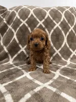 Ruby, a female Cockapoo for sale in Willingboro, NJ – Photo 2 of 2