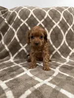 Ruby, a female Cockapoo for sale in Willingboro, NJ – Photo 1 of 2