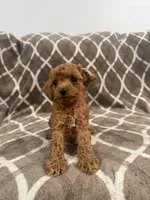 Riley, a female Cockapoo for sale in Willingboro, NJ – Photo 3 of 3