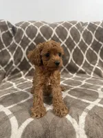 Riley, a female Cockapoo for sale in Willingboro, NJ – Photo 2 of 3