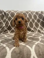 Riley, a female Cockapoo for sale in Willingboro, NJ – Photo 1 of 3