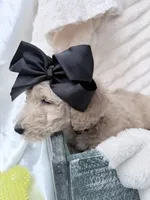 Cream female , a female Goldendoodle for sale in Knoxville, TN – 2 of 2