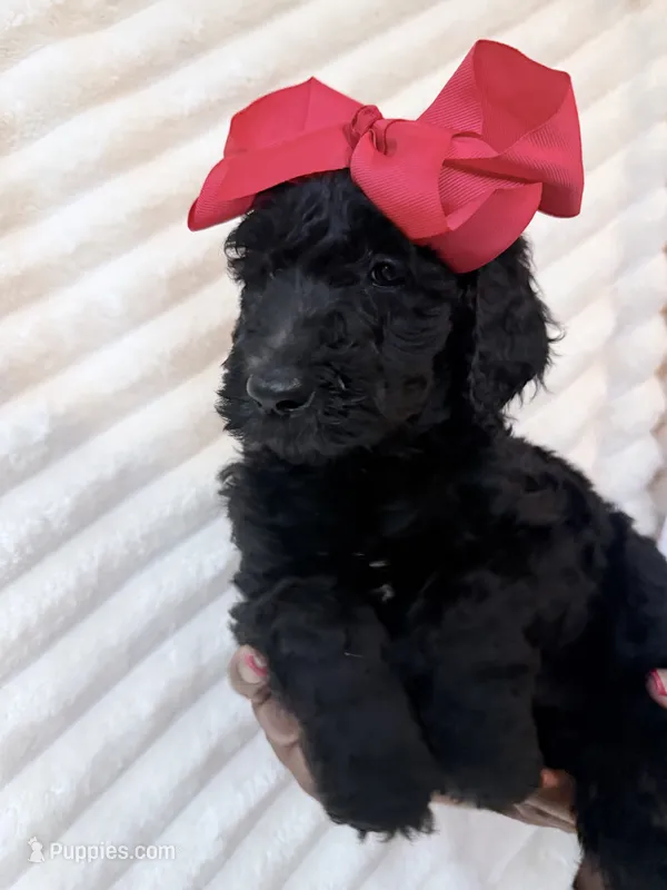 Black and white girl  – Goldendoodle puppy for sale in Knoxville, TN