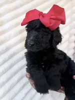 Black and white girl , a male Goldendoodle for sale in Knoxville, TN – 1 of 2