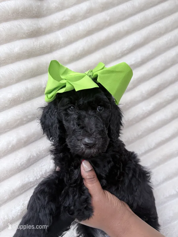 Black girl  – Goldendoodle puppy for sale in Knoxville, TN