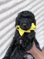 Black Male , a male Goldendoodle for sale in Knoxville, TN – 2 of 2