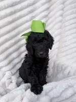 Black girl , a female Goldendoodle for sale in Knoxville, TN – 2 of 2