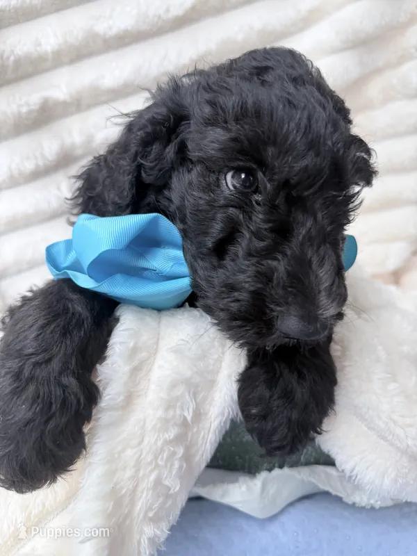 Black  – Goldendoodle puppy for sale in Knoxville, TN