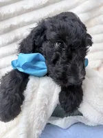 Black , a male Goldendoodle for sale in Knoxville, TN – 1 of 2