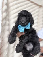 Black , a male Goldendoodle for sale in Knoxville, TN – 2 of 2