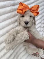 Cream girl , a female Goldendoodle for sale in Knoxville, TN – 2 of 2