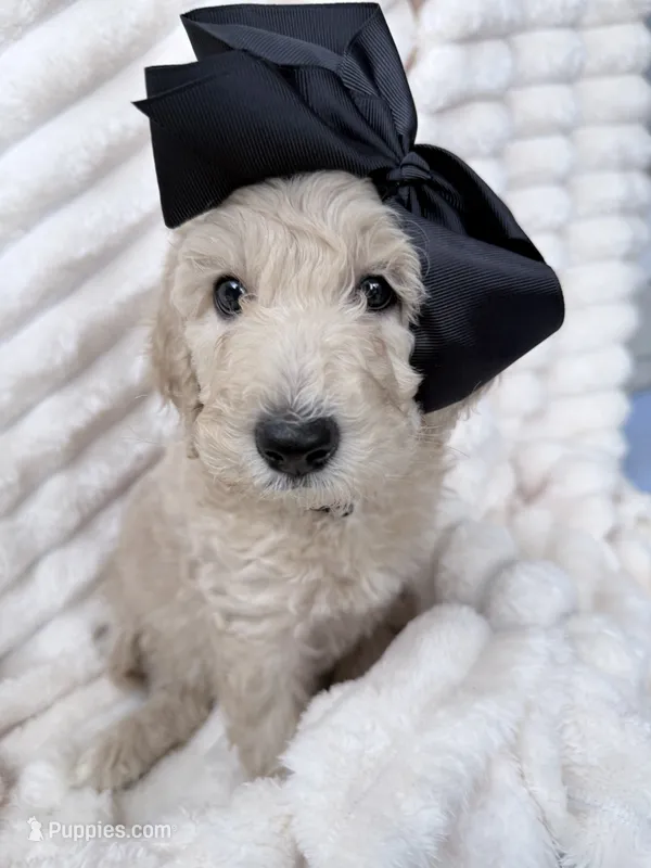 Cream female  – Goldendoodle puppy for sale in Knoxville, TN