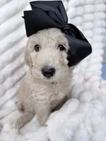 Cream female , a female Goldendoodle for sale in Knoxville, TN – 1 of 2