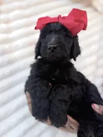 Black and white girl , a male Goldendoodle for sale in Knoxville, TN – 2 of 2