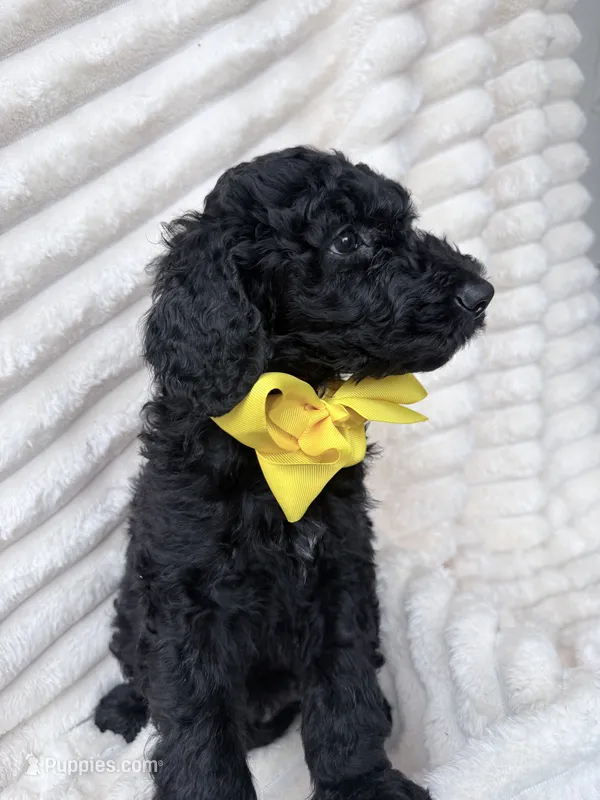 Black Male  – Goldendoodle puppy for sale in Knoxville, TN