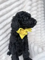 Black Male , a male Goldendoodle for sale in Knoxville, TN – 1 of 2