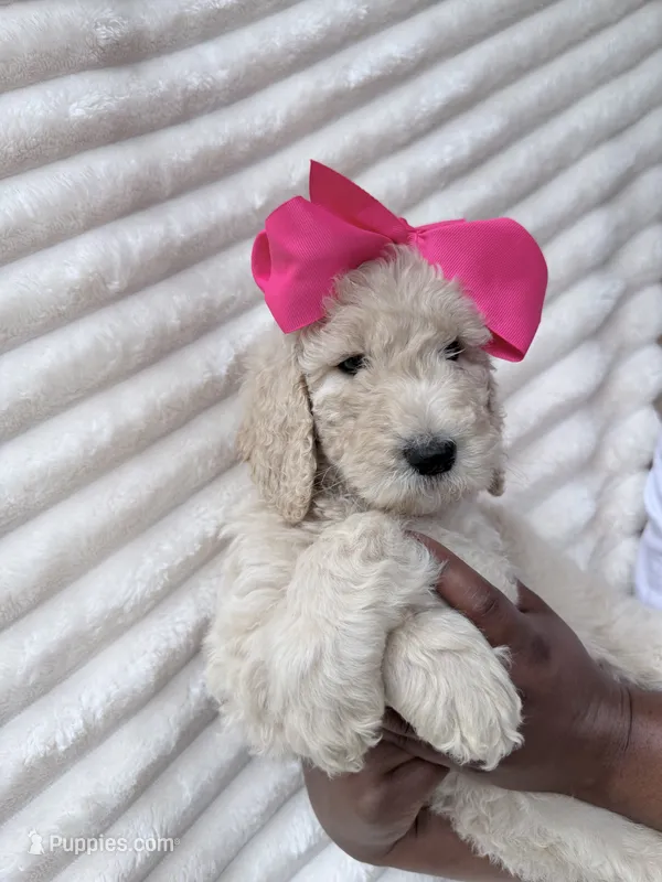 Cream  – Goldendoodle puppy for sale in Knoxville, TN