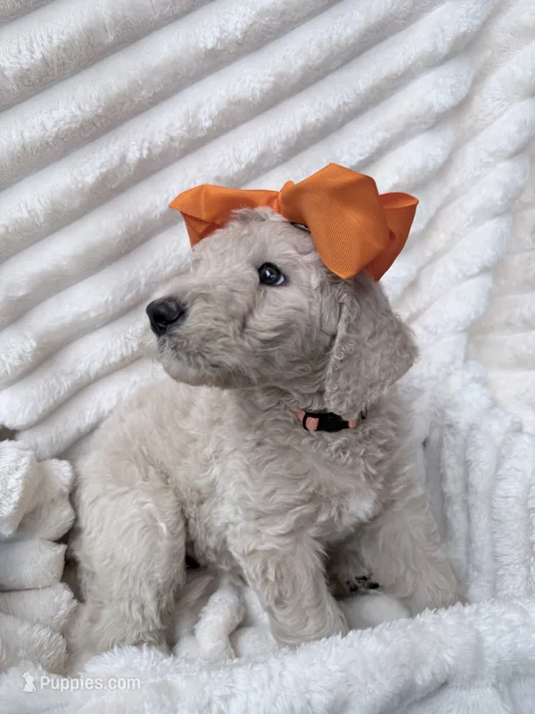 Cream girl  – Goldendoodle puppy for sale in Knoxville, TN