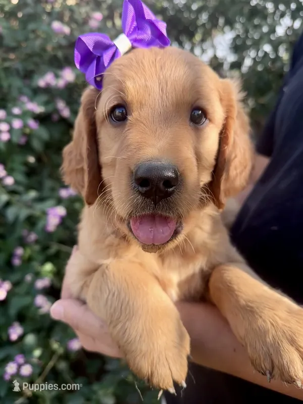 Ginger  – Golden Retriever puppy for sale in Selma, CA