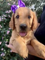 Ginger , a female Golden Retriever for sale in Selma, CA – 1 of 6