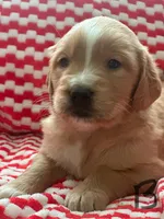 Dug, a male Golden Retriever for sale in Selma, CA – Photo 2 of 5