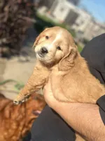 Dug, a male Golden Retriever for sale in Selma, CA – Photo 5 of 5