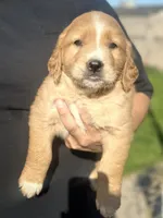 Dug, a male Golden Retriever for sale in Selma, CA – Photo 1 of 5