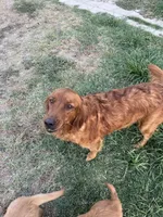 Dug, a male Golden Retriever for sale in Selma, CA – Photo 3 of 5